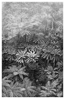 Tree Fern Prints: Fern Tree Gully, Australia, 1886
