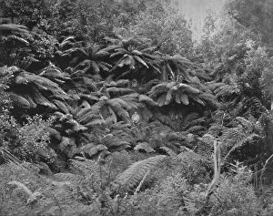 Tasmania Gallery: Fern-Tree Valley, Under Mount Wellington, 19th century