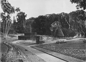 Kandy Gallery: The Fernery, Peradeniya Gardens, Ceylon, c1890 (1910). Artist: Alfred William Amandus Plate
