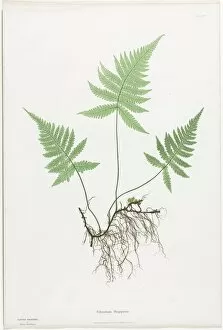 Bradbury And Evans Gallery: Ferns of Great Britain and Ireland: Polypodium Phegopteris, 1855-1856. Creator: Henry Bradbury