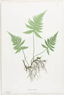 Bradbury And Evans Prints: Ferns of Great Britain and Ireland: Polypodium Phegopteris