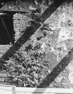 Cyathea Prints: Ferns growing in a wall, New Orleans or Charleston