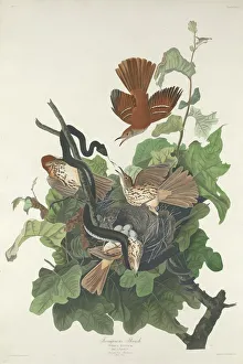 Ferruginous Thrush, 1831. Creator: Robert Havell