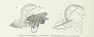 Fertility Prints: Fertilisation of Plants: the Meadow Sage (Salvia pratensis), 1899. Creator: Unknown