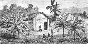 Central Africa Prints: Fetiche Banana trees; The Gaboon. 1875. Creator: Unknown