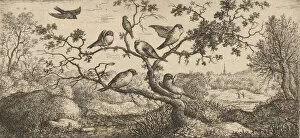 Images Dated 27th October 2020: Ficedula, Piuoyne (The Bullfinch): Livre d Oyseaux (Book of Birds), 1655-1660