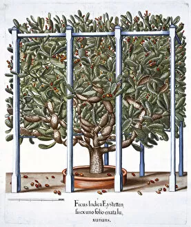 Basil Gallery: Ficus indica eytettensis, 1613