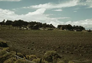 Farm Gallery: Field of beans and farmstead of Bill Stagg, homesteader, Pie Town, New Mexico, 1940