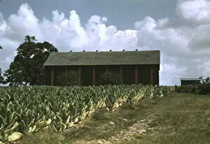 Slides Color Gmgpc Gallery: Field of Burley tobacco on farm of Russell Spears... vicinity of Lexington, Ky. 1940