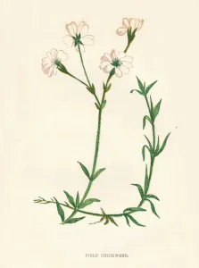 Society Promoting Christian Knowledge Prints: Field Chickweed, c1891, (1891). Artist: Anne Pratt