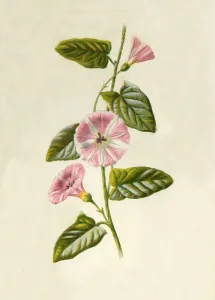 Hulme Prints: Field-Convolvulus, 1877. Creator: Frederick Edward Hulme