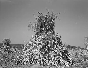 Field of corn in shock on farm of FSA borrower, Sunset Valley, Malheur County, Oregon, 1939. Creator: Dorothea Lange