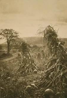 Platinum Prints 1900 Gmgpc Prints: Field with cornstalks twisted into bunches and pumpkins