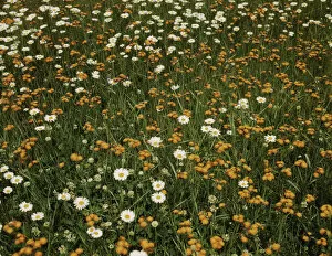 Bellis Perennis Gallery: Field of daisies and orange flowers, possibly hawkweed, Vermont, 1943. Creator: John Collier