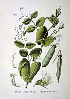 Tendril Gallery: Field and garden pea, 1893