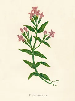 Herbaceous Prints: Field Gentian, c1891, (1891). Artist: Anne Pratt