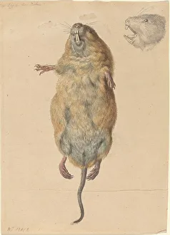 A Field Mouse, from Below, c. 1775. Creator: Johann Rudolf Schellenburg