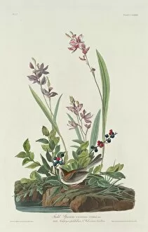 Field Sparrow, 1832. Creator: Robert Havell