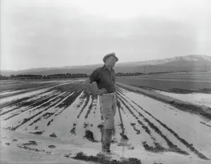 Irrigation Prints: Field worker irrigating alfalfa and barley fields