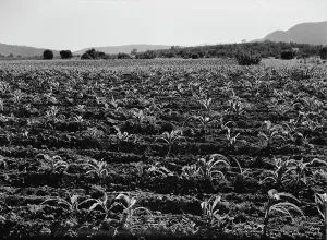 Sweet Corn Prints: Field of young corn near Mescalero Apache Reservation