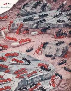 Crawling Prints: A Fierce Slave Raid In The Ant World, 1935