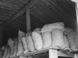 Fifty-pound bags of onions in storage shed, ready for market, Malheur County, Oregon, 1939 Creator: Dorothea Lange Fifty-pound bags of onions in storage shed, ready for market, Malheur County, Oregon, 1939 Creator: Dorothea Lange
