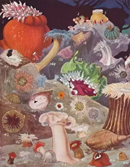 Diversity Gallery: Over Fifty Varieties of Sea Anemones, 1935