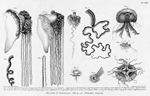 Engraved Collection: Fig.1.2. Stinging Cubomedusae; F.3.4. Its Long Tentacles; F. 5. Sea Medusae with..., 1813