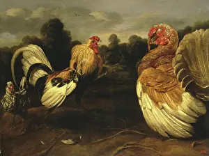 Farm Animal Prints: Fight of a Rooster and a Turkey Cock, 1650. Creator: Frans Snyders