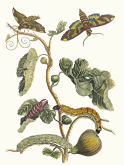 Botanical Illustration Gallery: Figuier d Amerique. From the Book Metamorphosis insectorum Surinamensium, 1705