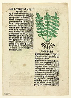 Letterpress Prints: Figwort (recto), and Bloodroot (verso)