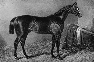 Stable Prints: Filho Da Puta, 1812-1835, (1911)