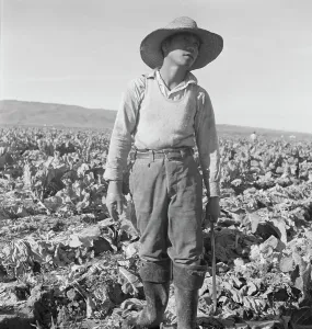 Cauliflower Prints: Filipino boy of a labor gang cutting cauliflower near Santa Maria