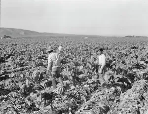 Cauliflower Prints: Filipino boys cutting cauliflower (gang labor) near Santa Maria