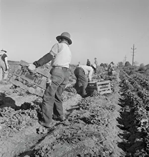 Furrows Prints: Filipino crew of fifty-five boys cutting and loading lettuce