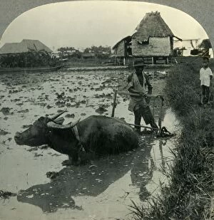 Rice Paddy Gallery: A Filipino Farmer with His Water Buffalo Harrowing a Flooded Rice Field, Luzon, P