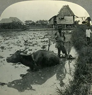 A Filipino Farmer with His Water Buffalo Harrowing a Flooded Rice Field, Luzon, P