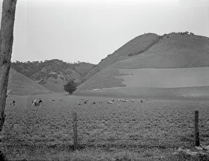 Peas Prints: Filipino gang labor in pea fields near Pismo Beach