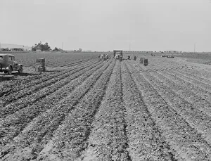 Furrows Prints: Filipino gang of spinach harvesters