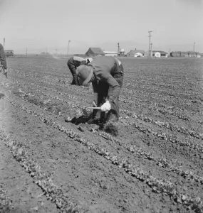 Bending Gallery: Filipino thinning lettuce, Salinas Valley, California, 1939. Creator: Dorothea Lange