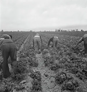 Bending Down Prints: Filipinos cutting lettuce, Imperial Valley, CA, 1939. Creator: Dorothea Lange