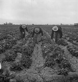Bending Forwards Gallery: Filipinos cutting lettuce, near Westmorland, Imperial Valley, 1939. Creator: Dorothea Lange