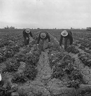 Bending Gallery: Filipinos cutting lettuce, near Westmorland, Imperial Valley, 1939. Creator: Dorothea Lange