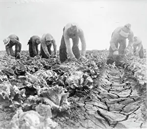 Lettuce Prints: Filipinos cutting lettuce. Salinas, California, 1935. Creator: Dorothea Lange