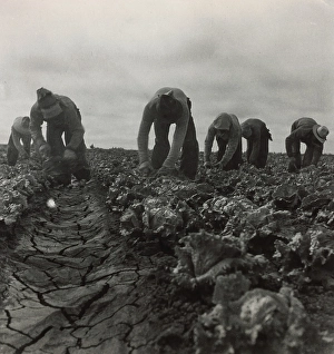 Bending Prints: Filipinos Cutting Lettuce, Salinas, California, 1935. Creator: Dorothea Lange