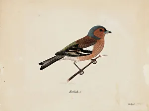 Songbird Prints: Finch, 1820-1868. Creator: Magnus von Wright
