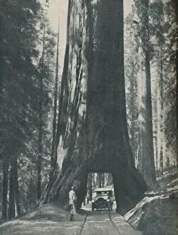 Big Tree Collection: Fine Specimen of the Largest Organism That Ever Lived, c1935