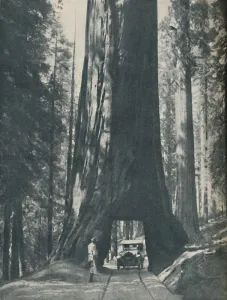 Big Tree Collection: Fine Specimen of the Largest Organism That Ever Lived, c1935