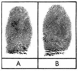 Fingerprints of identical twins, 1956