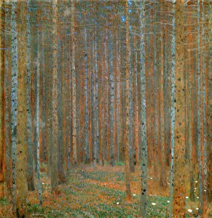 Images Dated 30th October 2013: Fir Forest I, 1901. Artist: Klimt, Gustav (1862-1918)